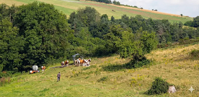 prairies avec des vaches au loin