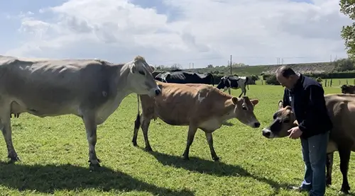vaches à coté d'un élveur