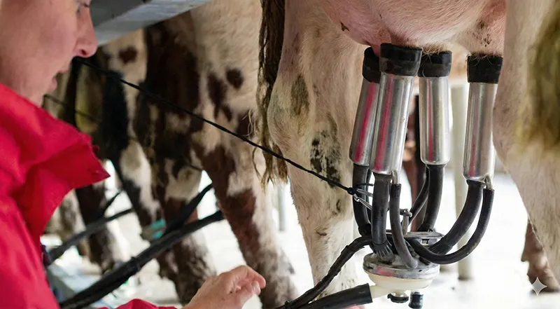 la traite d'une vache